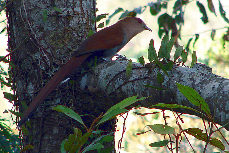 Squirrel Cuckoo (Piaya cayana) 2.jpg
