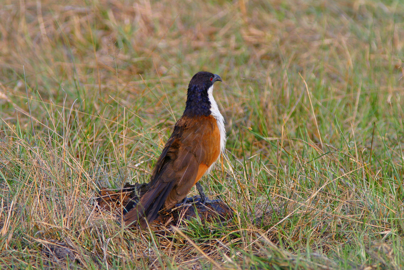 Coppery-tailed Coucal (Centropus cupreicaudus).jpg