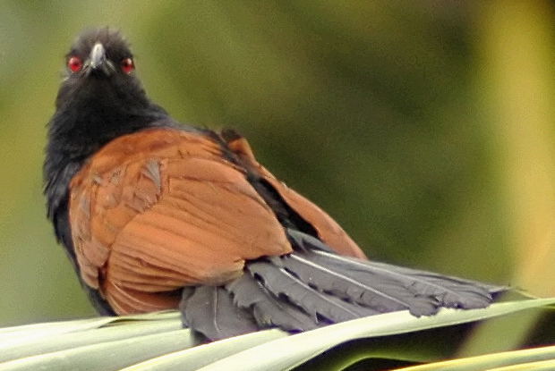Crow Pheasant or Greater Coucal (Centropus sinensis).jpg
