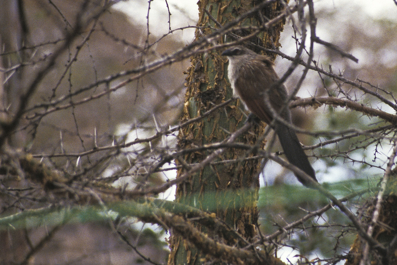 White-browed Coucal (Centropus superciliosus).jpg