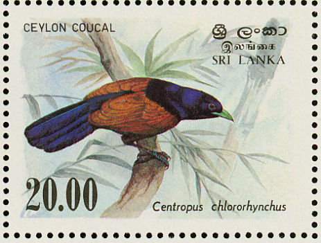 sri198308l-Green-billed Coucal (Centropus chlororhynchus).jpg