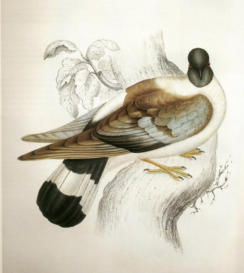 Tibetan or White-bellied or Snow Pigeon (Columba leuconota) Gould.jpg