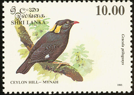 sri199304l-Ceylon Hill Mynah - Sri Lanka Myna (Gracula ptilogenys).jpg