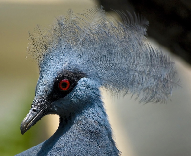 Common or Western Crowned Pigeon (Goura cristata) head.jpg
