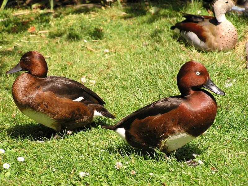 Ferruginous Ducks (Aythya nyroca)16 - Fudge Duck or Ferruginous Pochards.jpg