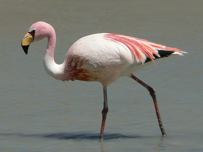 James\'s Flamingo (Phoenicopterus jamesi) - Puna Flamingo.jpg