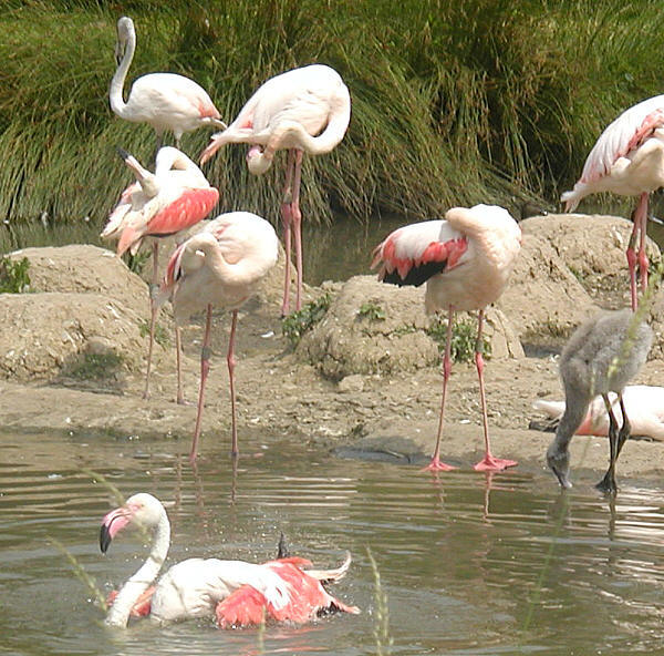 Flam.greater.600pix-Greater Flamingo (Phoenicopterus roseus).jpg