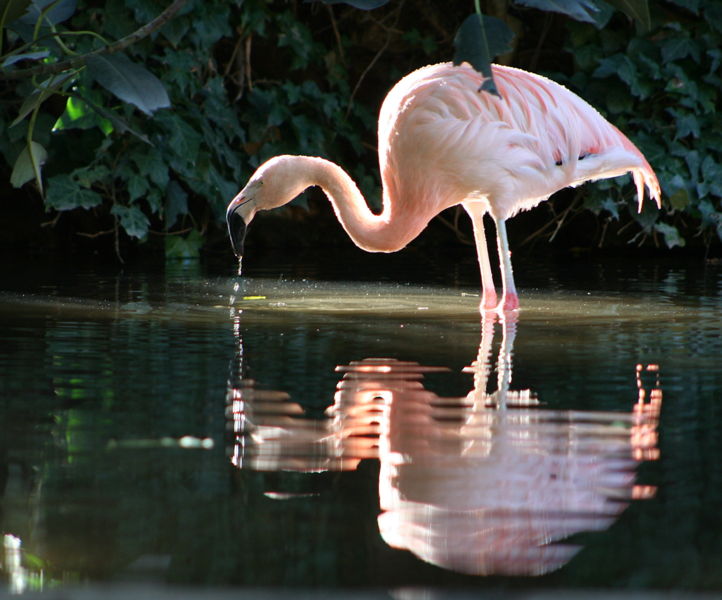 Chilean Flamingo (Phoenicopterus chilensis)-Adelaide Zoo.jpg