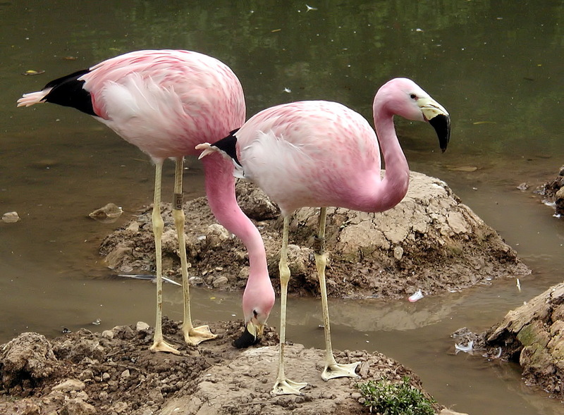 Two flamingos june2003 arp-Andean Flamingo (Phoenicopterus andinus).jpg