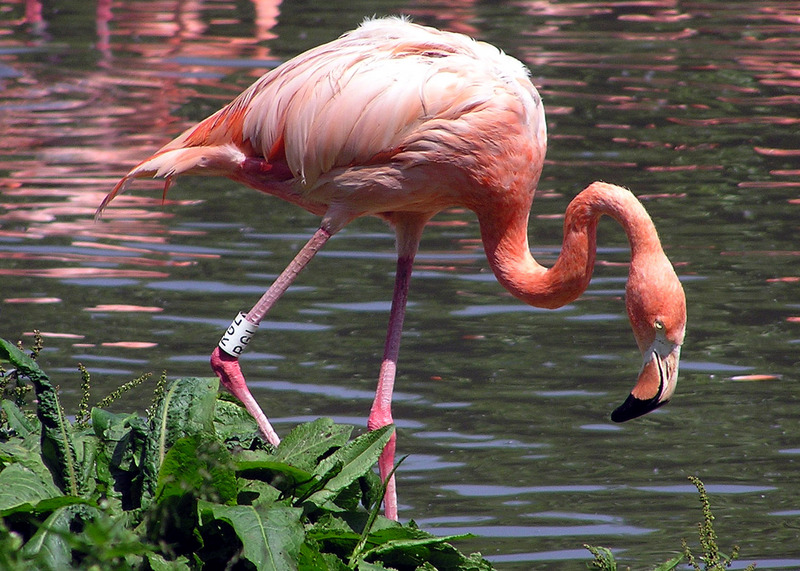 American or Caribbean Flamingo (Phoenicopterus ruber).arp.jpg