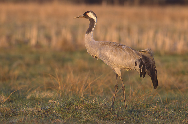Eurasian or Common Crane (Grus grus) 1 (Marek Szczepanek).jpg
