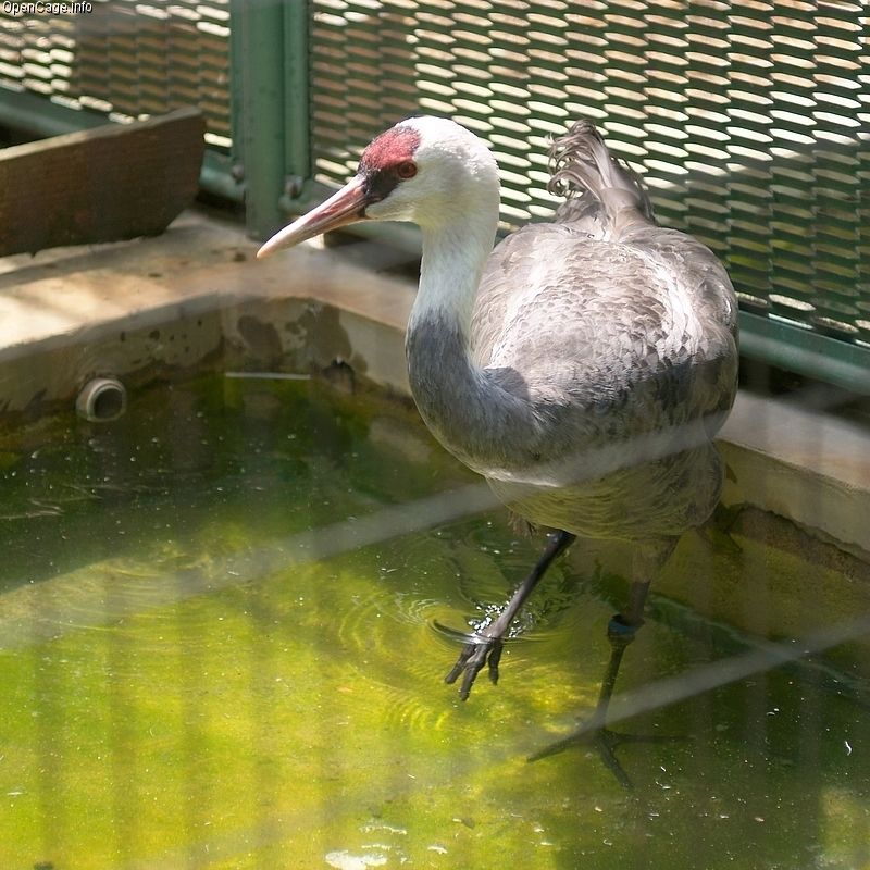 Hooded Crane (Grus monacha).jpg
