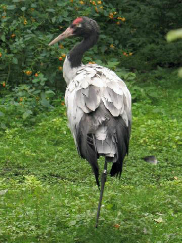 Stavenn Tibetan or Black-necked Crane (Grus nigricollis) 00.jpg