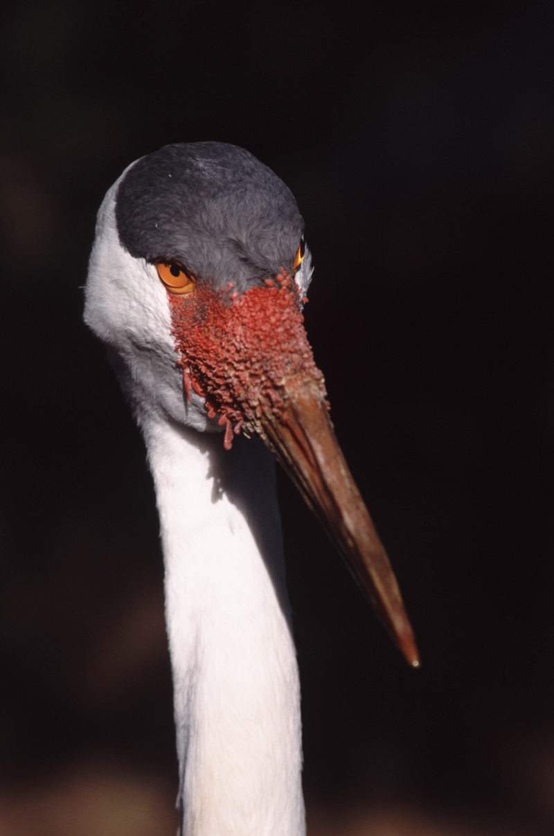Wattled Crane (Bugeranus carunculatus) head.jpg