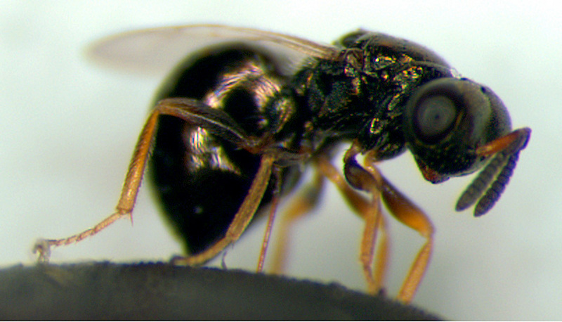 Jewel Wasp (Nasonia vitripennis).jpg