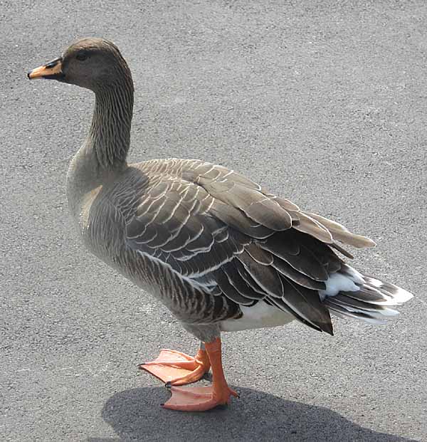 Bean Goose (Anser fabalis).600pix.jpg