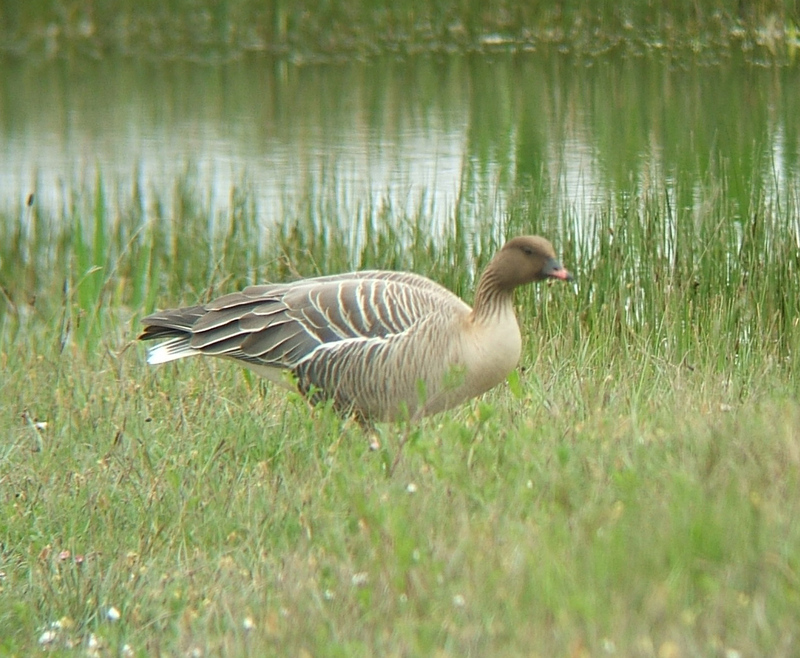 Pink-footed Goose (Anser brachyrhynchus).jpg