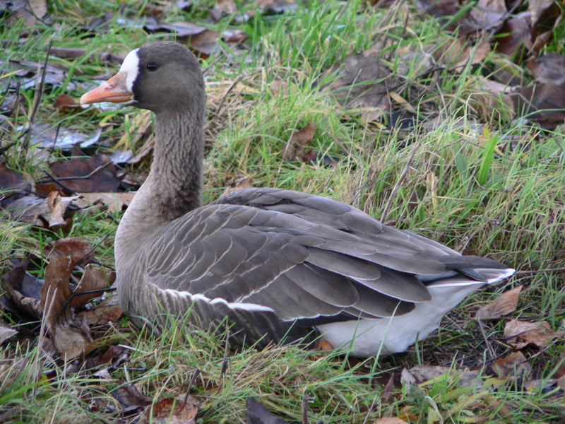 Pacific Greater White-fronted Goose, Anser albifrons frontalis 30050.jpg