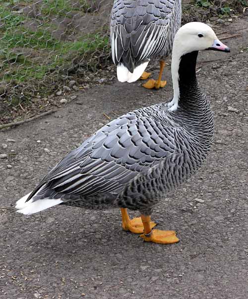 Emperor Goose (Chen canagica).arp.750pix.jpg