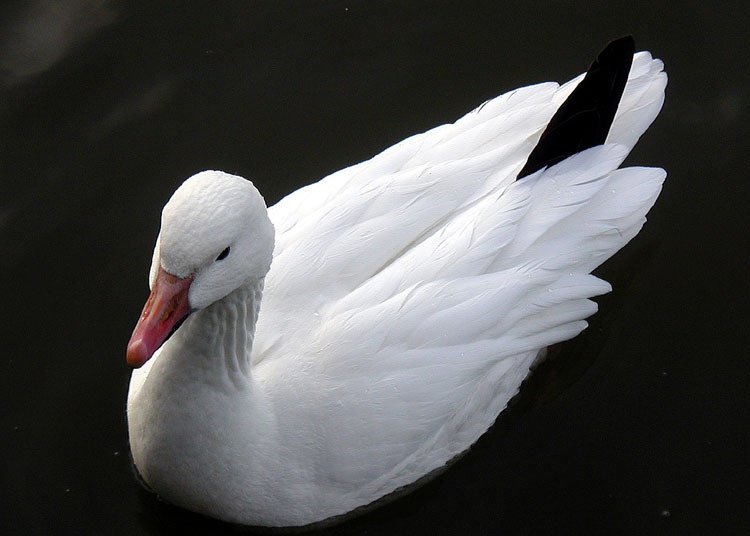 Lesser Snow Goose (Chen caerulescens caerulescens).white.arp.750pix.jpg