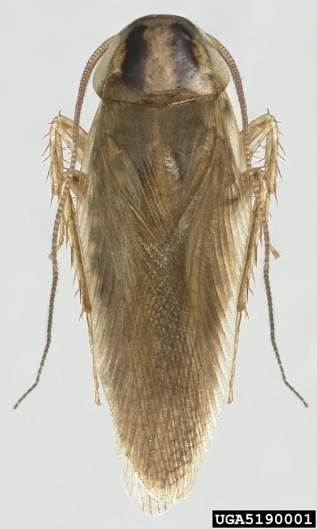 5190001-Asian Cockroach, Blattella asahinai.jpg