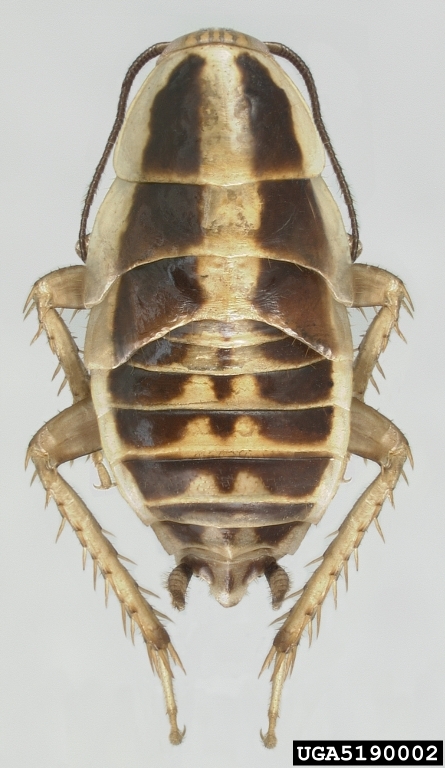 5190002-Asian Cockroach (Blattella asahinai) nymph.jpg