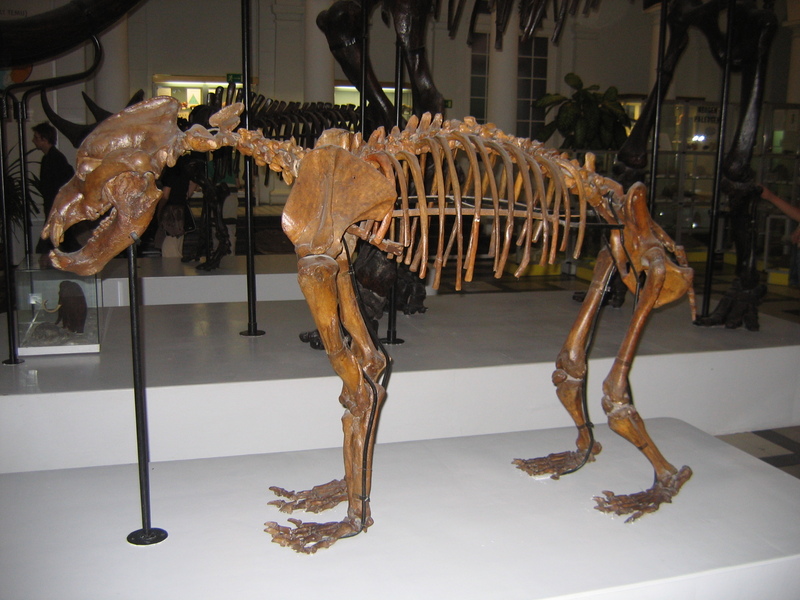 Niedzwiedz jaskiniowy pl-Cave Bear (Ursus spelaeus) skeleton.jpg