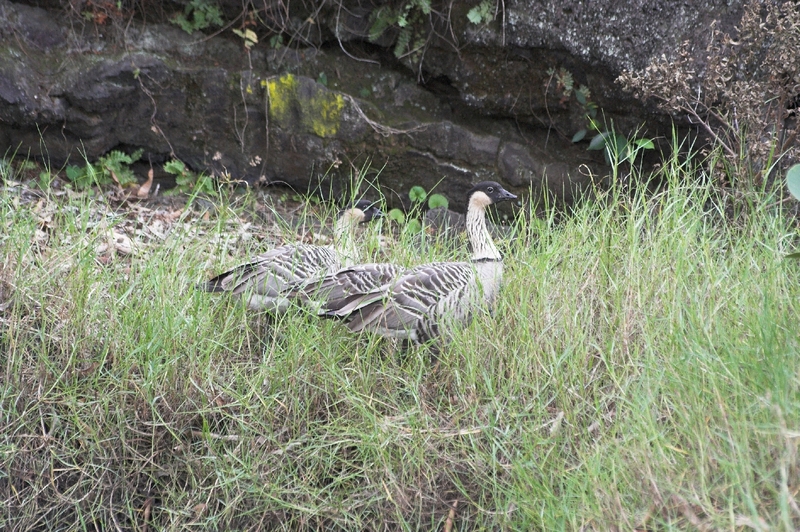 Nene hilo-Hawaiian Goose, N??n?? (Branta sandvicensis).jpg