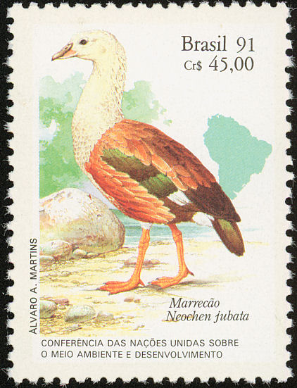 bra199102l-Orinoco Goose (Neochen jubata).jpg