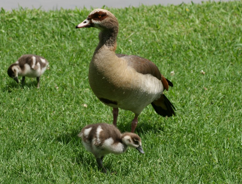 Egyptian Geese 3-Egyptian Goose (Alopochen aegyptiacus) with goslings.jpg