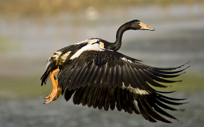 Magpie-goose (Anseranas semipalmata) taking off.jpg
