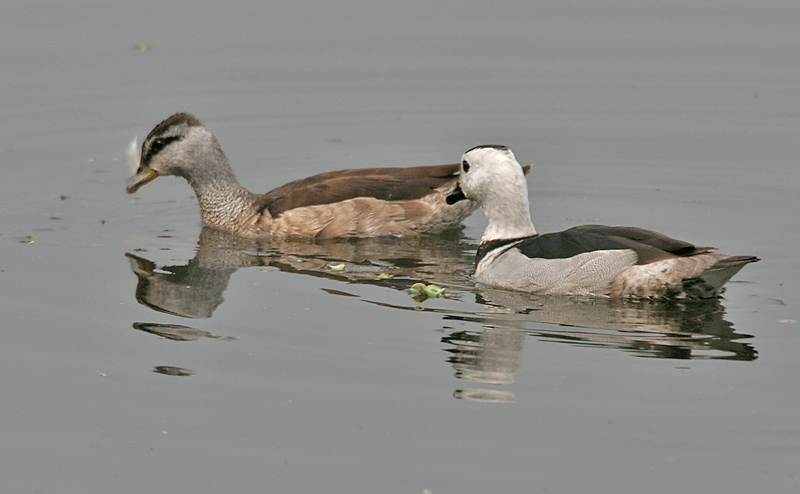 Cotton Pygmy-goose (Nettapus coromandelianus)- Male & Female l in Kolkata I IMG 2471.jpg