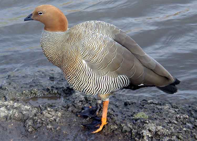 Ruddy-headed Goose (Chloephaga rubidiceps)1.jpg