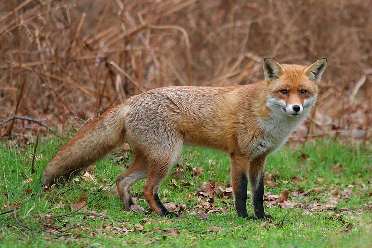 Red Fox (Vulpes vulpes).jpg