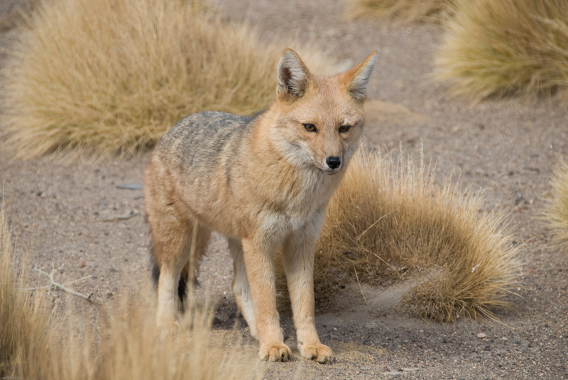 Azara\'s or Pampas Fox (Pseudalopex gymnocercus).jpg