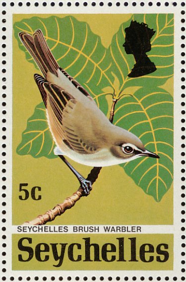sey197207l-Seychelles Warbler (Acrocephalus sechellensis).jpg