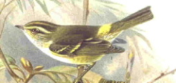 Pallas\'s Leaf-Warbler (Phylloscopus proregulus).jpg