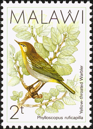 mwi198802l-Yellow-throated Woodland-warbler (Phylloscopus ruficapilla), wood-warbler.jpg