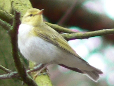 ??wistunka-Wood Warbler (Phylloscopus sibilatrix).jpg