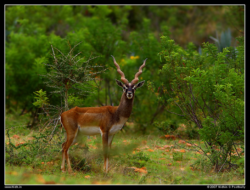 Blackbuck (Antilope cervicapra).jpg
