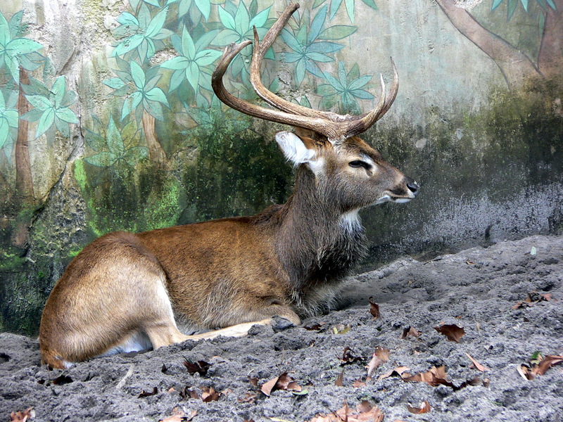 Brow-antlered or Eld\'s Deer (Cervus eldii) 4 - Thamin.jpg