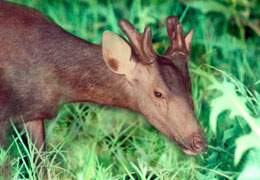 PhotoA13-Formosan Sambar Deer, Cervus unicolor swinhoei.jpg