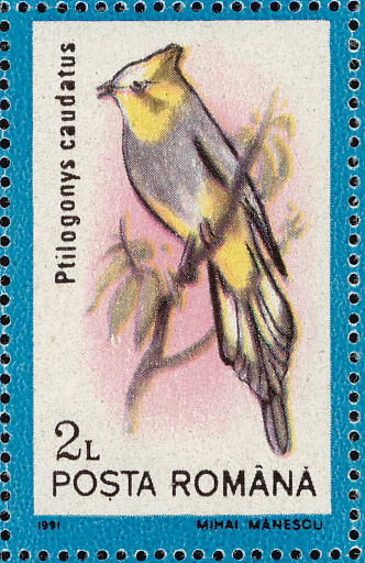 rum199131l-Long-tailed Silky-flycatcher (Ptilogonys caudatus).jpg