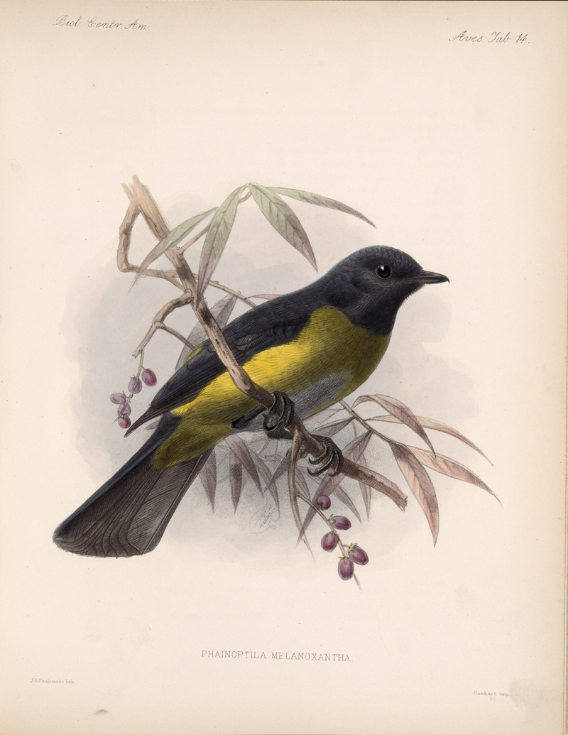 bca 03 04 00 041-Black-and-yellow Silky-flycatcher (Phainoptila melanoxantha).jpg