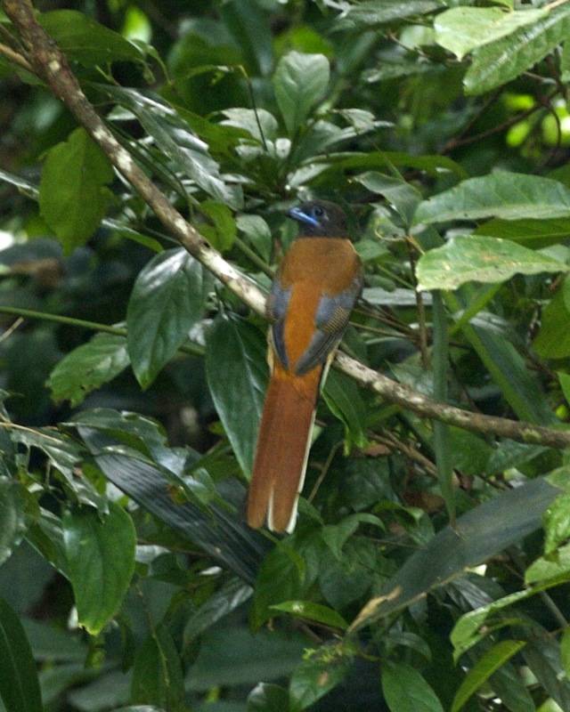 Malabar Trogon (Harpactes fasciatus).jpg