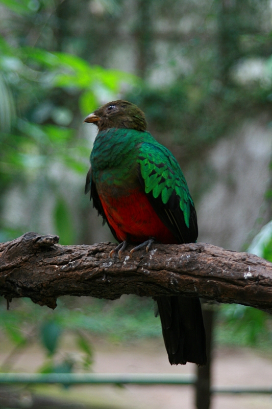Pavonine Quetzal (Pharomachrus pavoninus).jpg