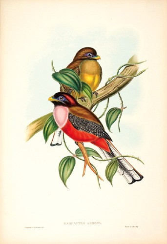 Rosy-breasted or Philippine Trogon, Harpactes ardens, GOULD.jpg