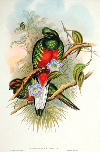 Crested Quetzal (Pharomachrus antisianus) - GOULD.jpg