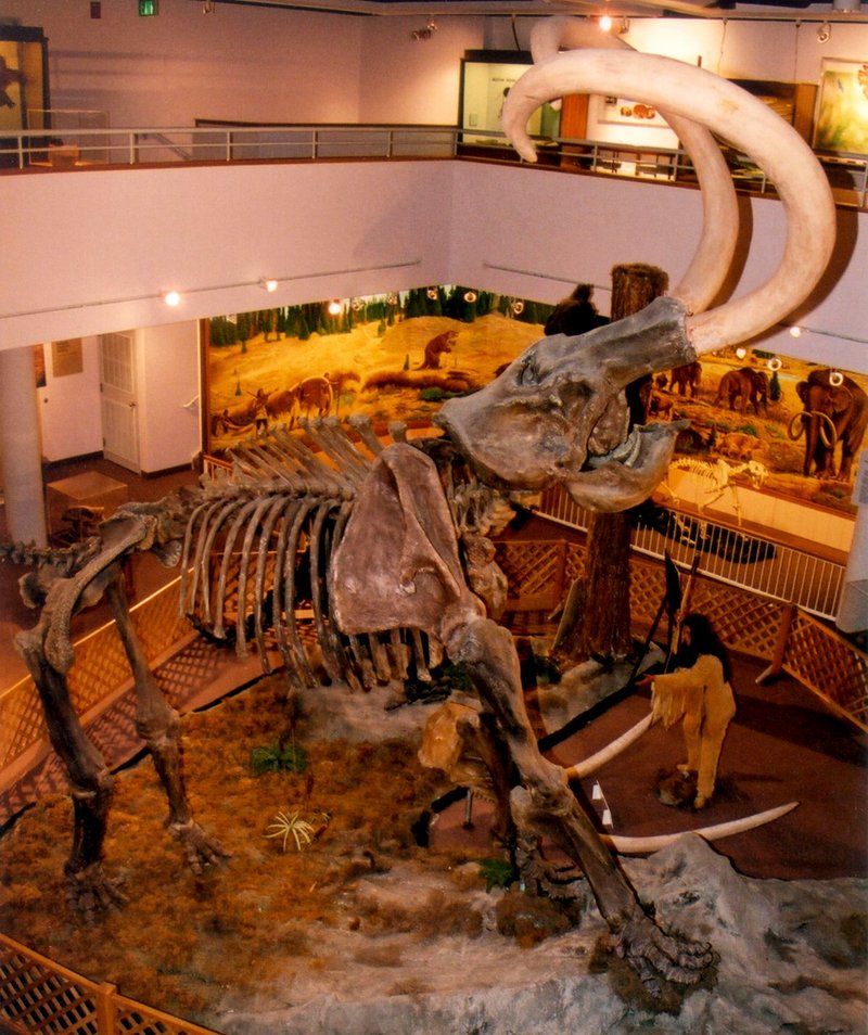 Columbian Mammoth (Mammuthus columbi) College Of Eastern Utah.jpg