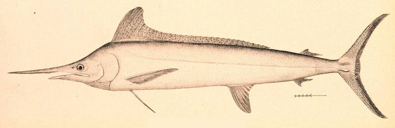 White Marlin (Tetrapturus albidus).jpg